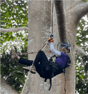 Escalada en un árbol de ojé Escalada en un árbol de ojé